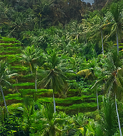 Tegalalang-Rice Tervace